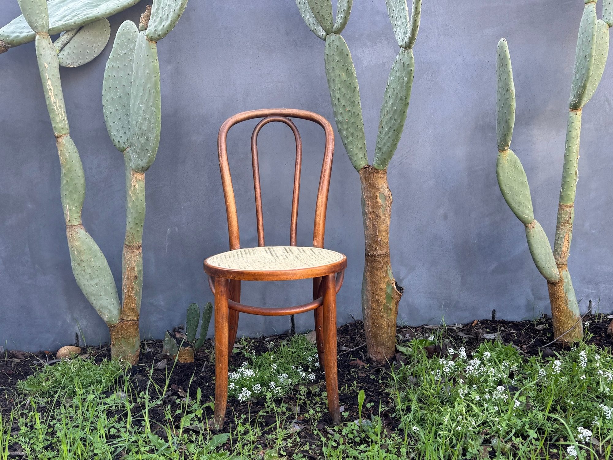 Adam Manley - Chair with Cacti