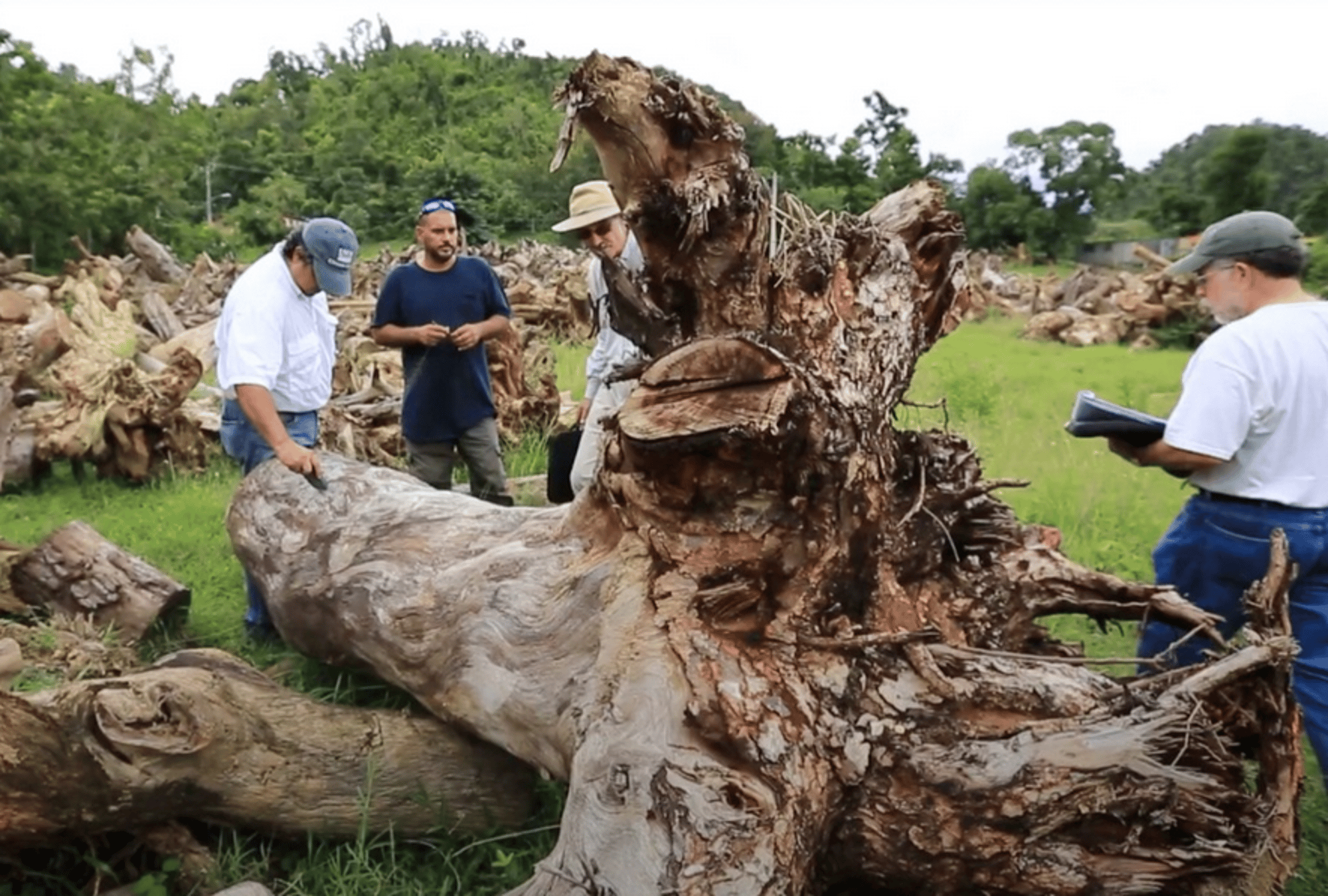 PR Damaged Tree