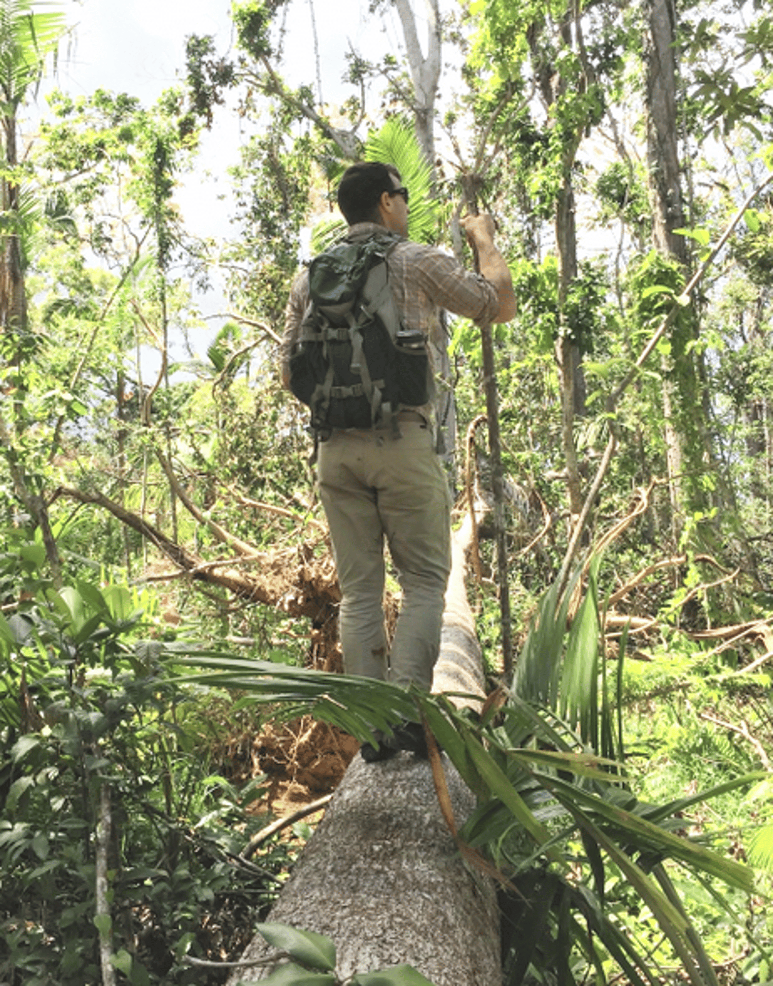 PR Rainforest