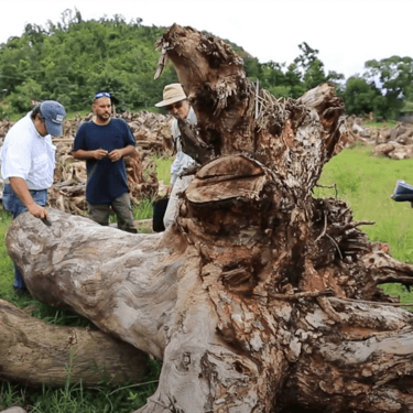 PR Damaged Tree