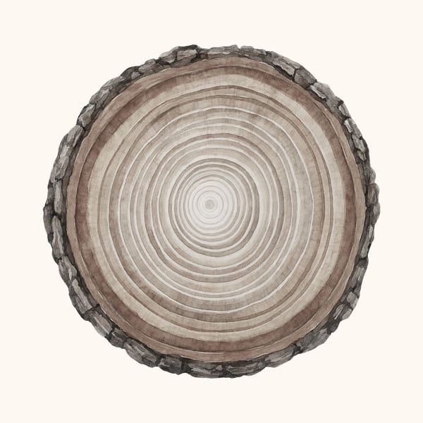 Heartwood Sapwood