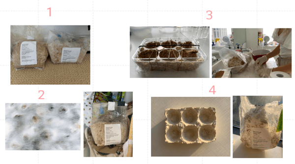 A S Parsons Student Veronica Speyer Mycelium Foam
