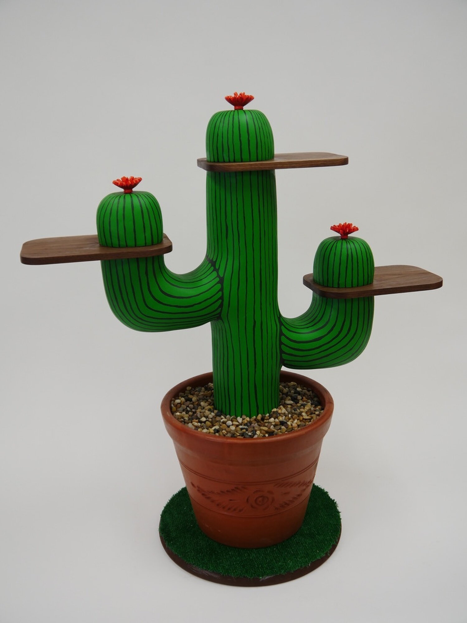 SDSU Student Cactus