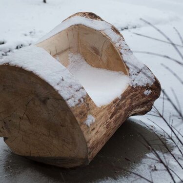 Remnant Log: Snow