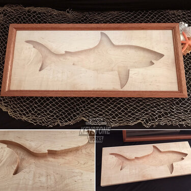 Shark Tooth Display Case