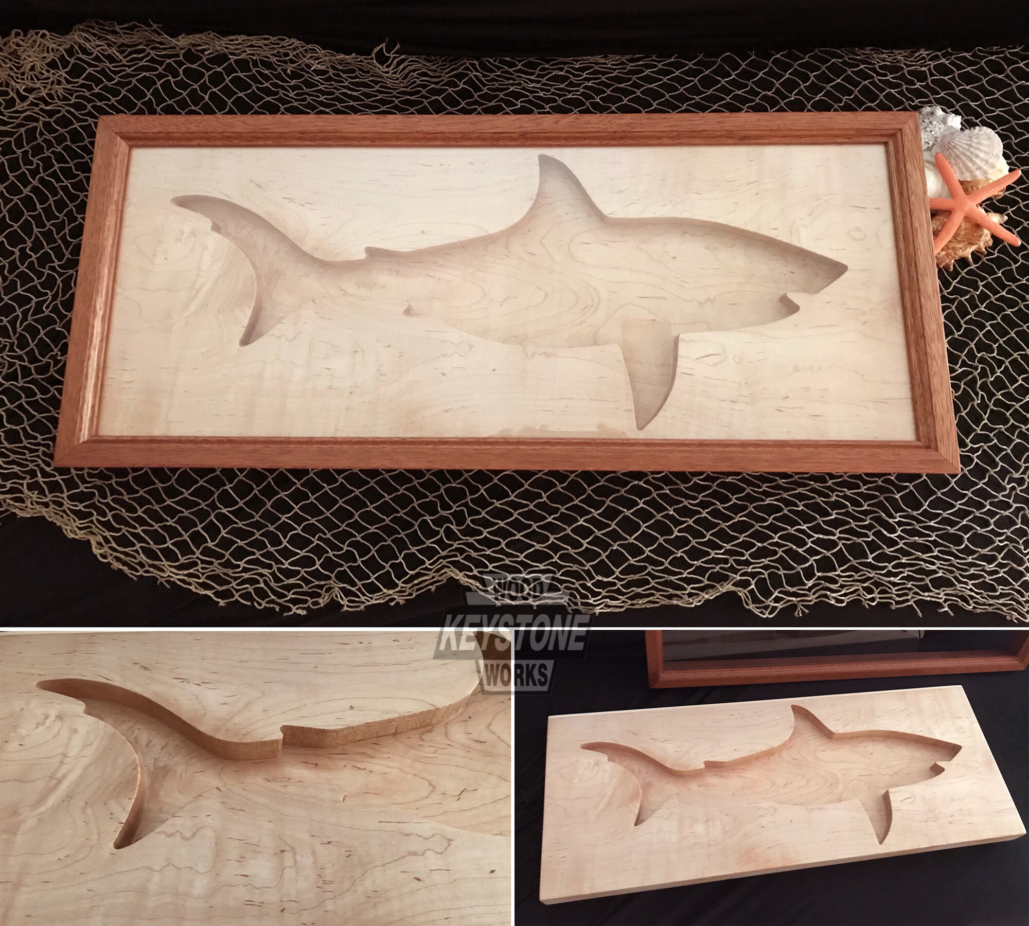 Shark Tooth Display Case